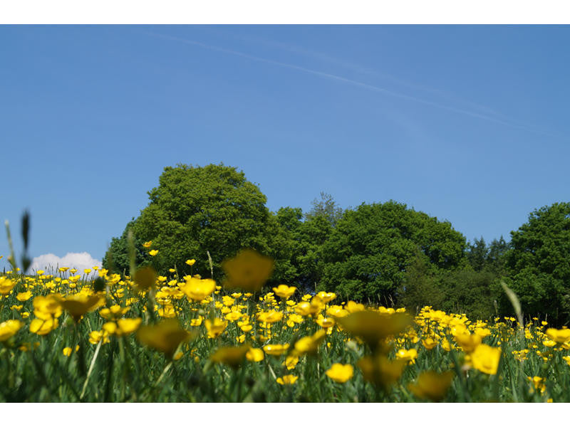 Buttercup Meadow