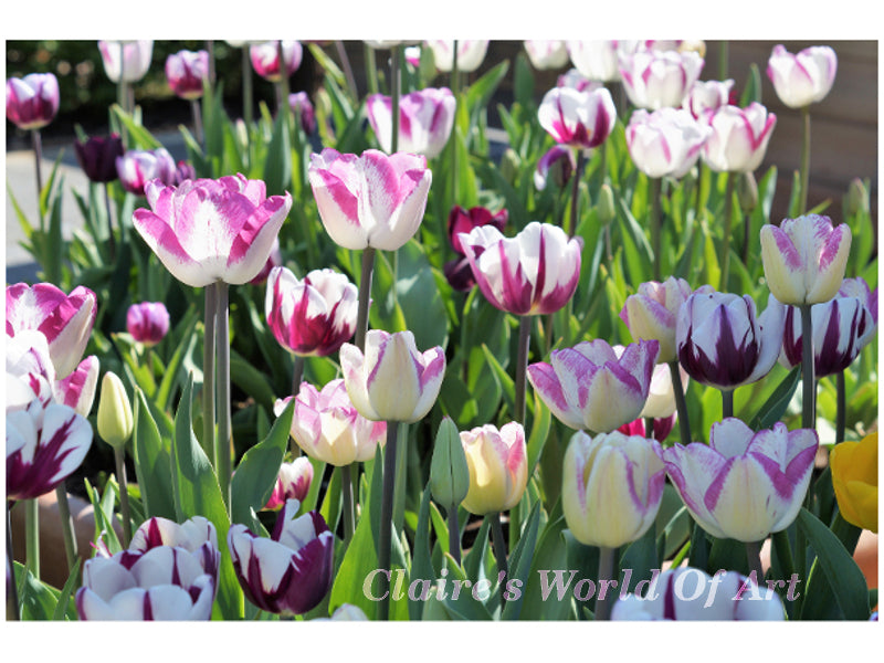 Tulips with purple accents