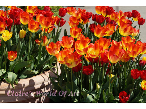Red Tulips with Golden Accents