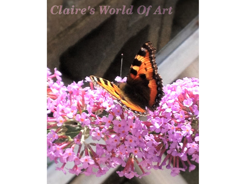 Painted Lady on Buddleja