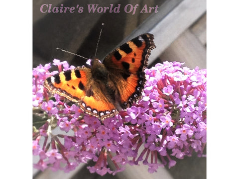 Painted Lady on Buddleja Close-up