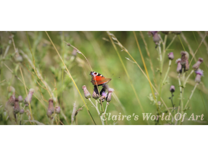 Peacock in Meadow Left